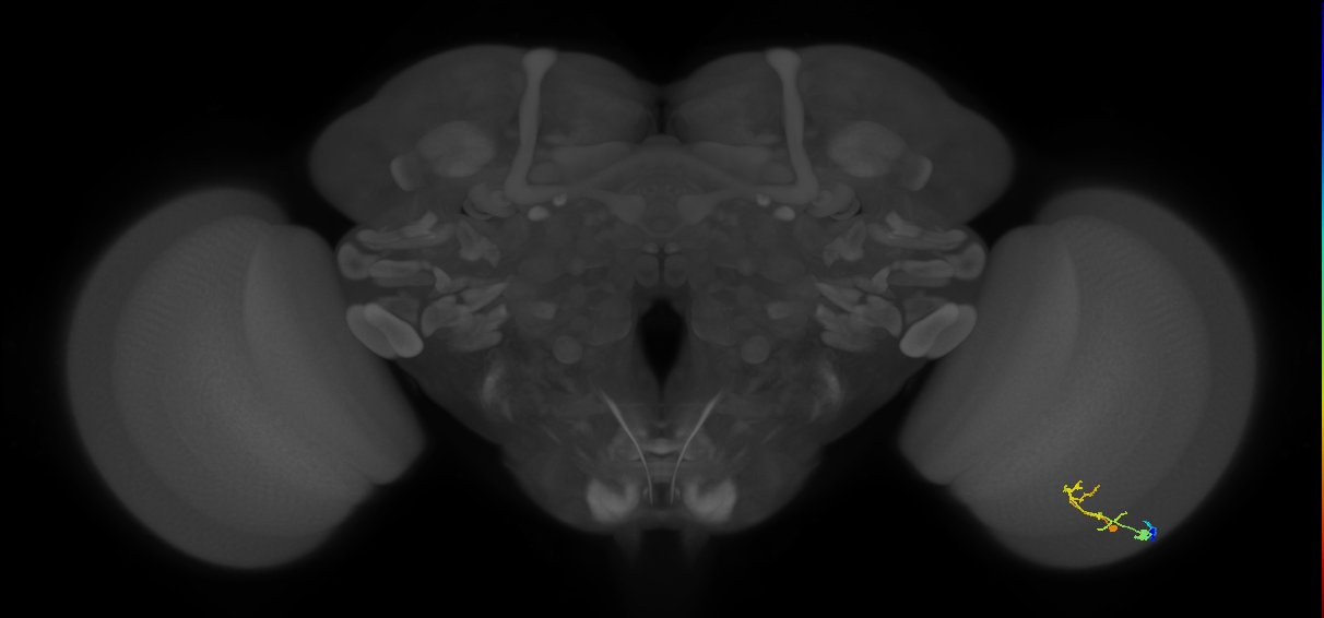 C2_R (MaleCNS:72164)