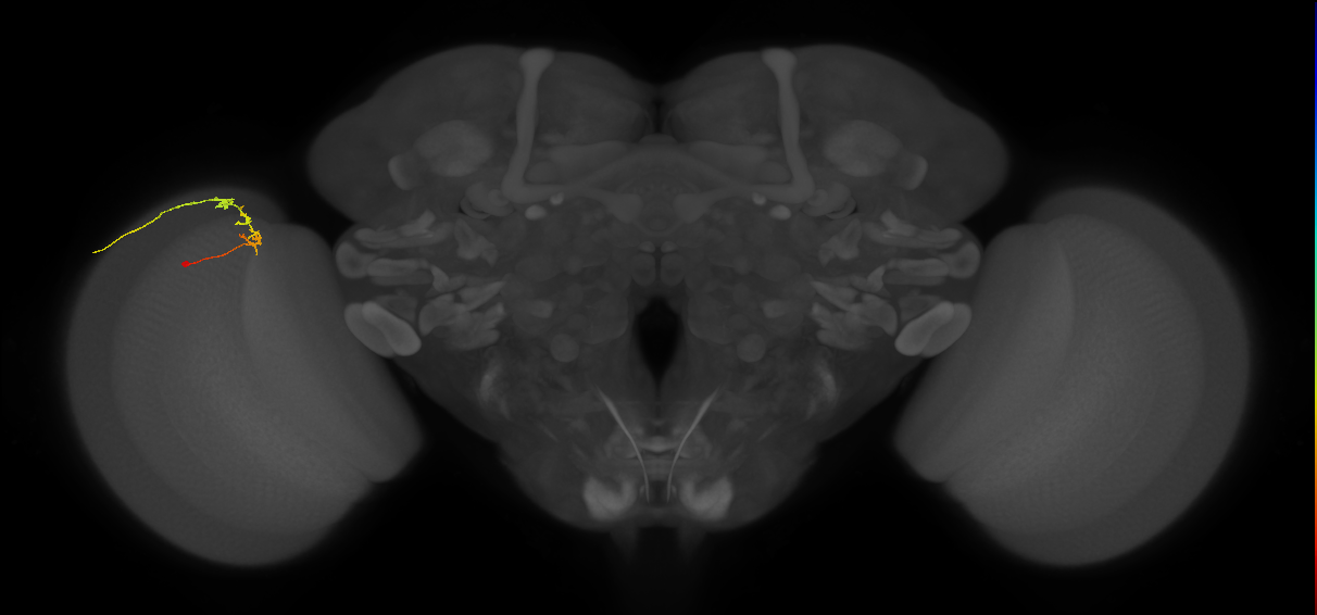 C2_L (MaleCNS:163095)