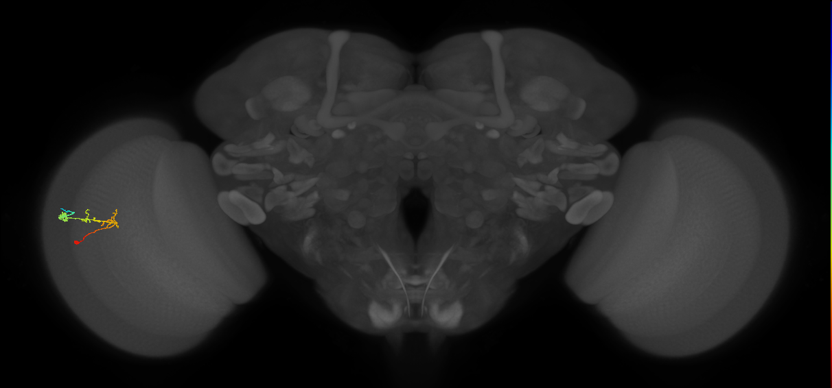 C2_L (MaleCNS:98779)