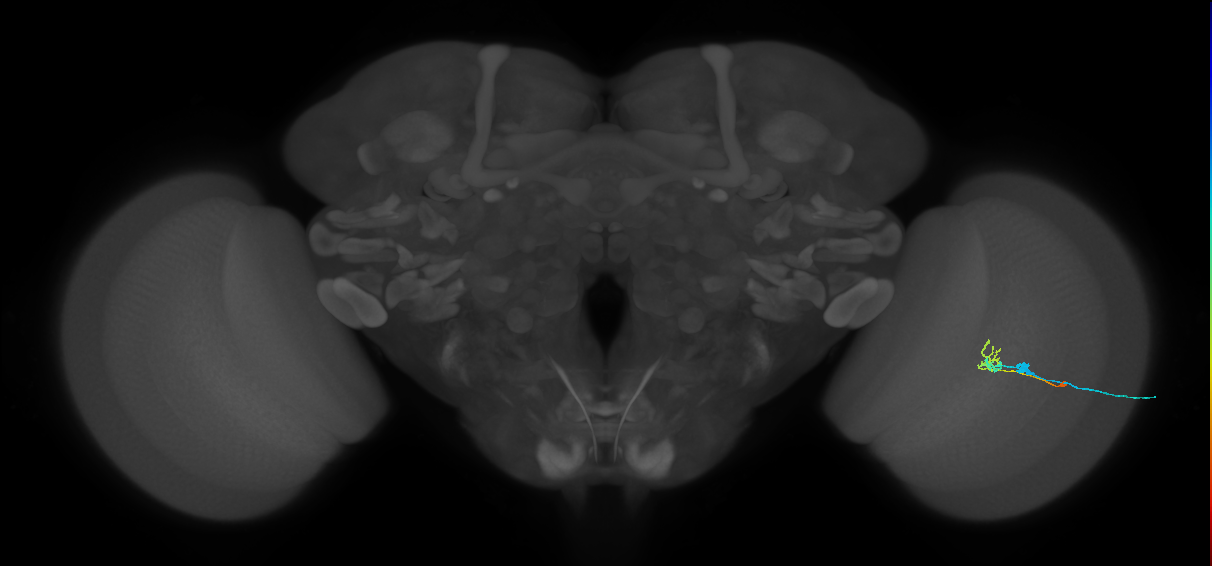 C2_R (MaleCNS:73882)