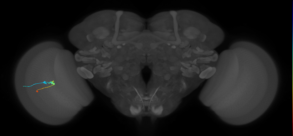 C2_L (MaleCNS:130106)