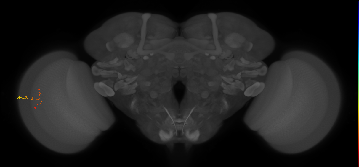 C2_L (MaleCNS:166174)