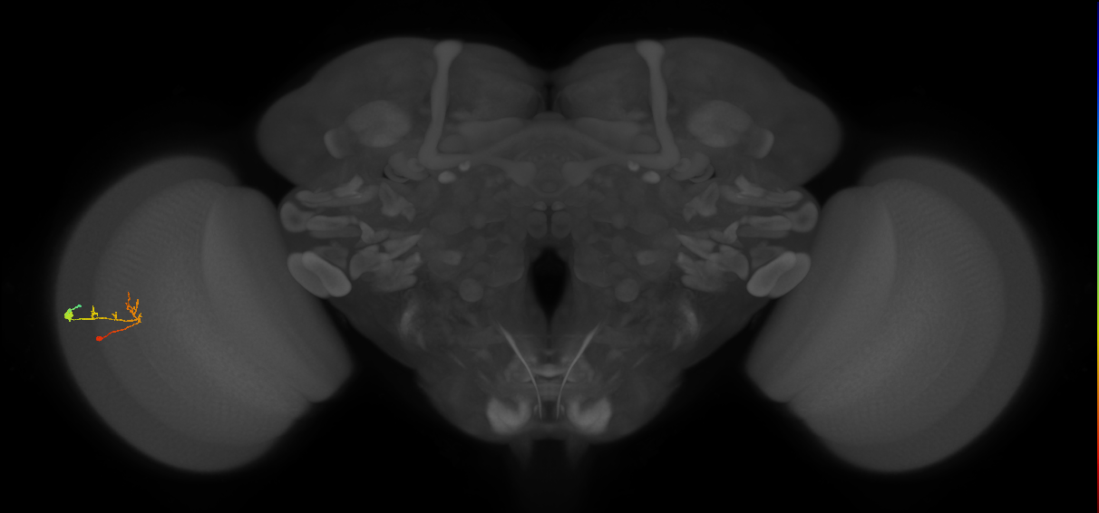 C2_L (MaleCNS:163208)