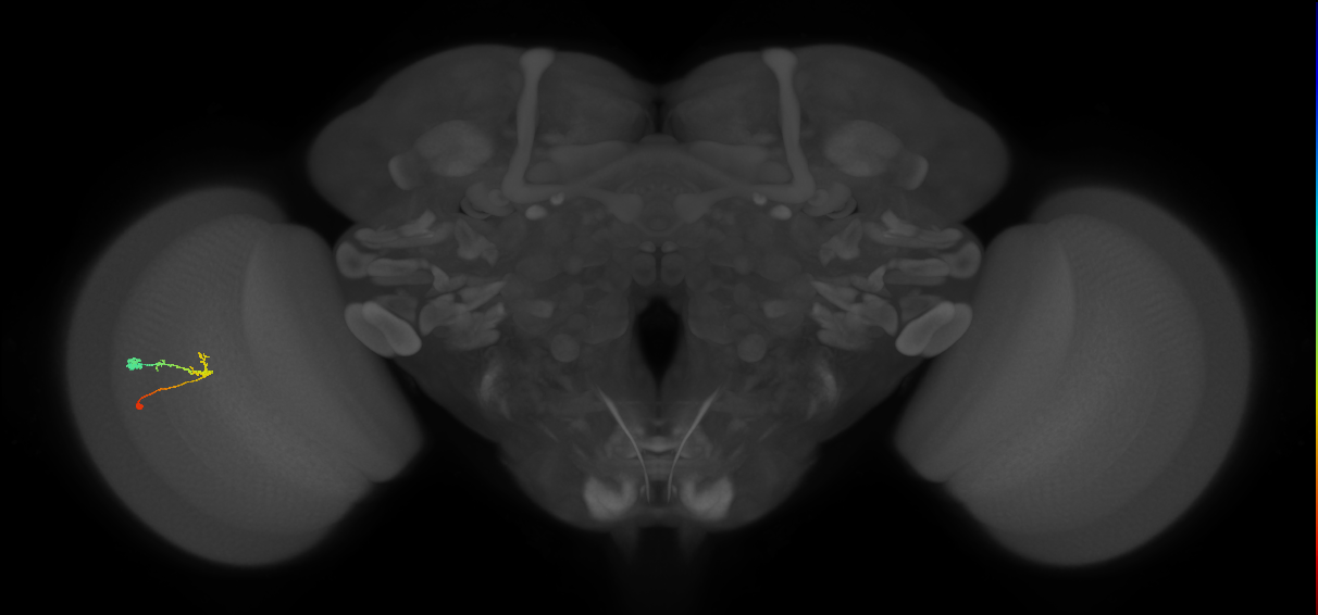 C2_L (MaleCNS:561595)