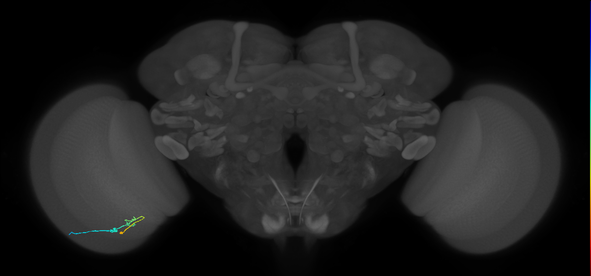 C2_L (MaleCNS:27706)