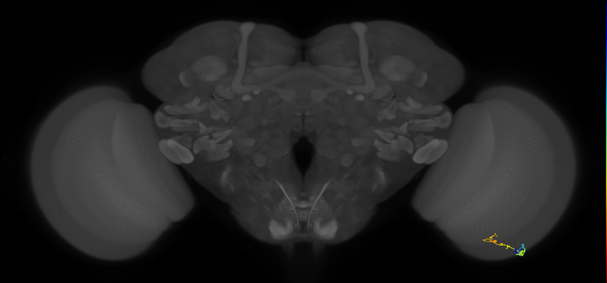 C2_R (MaleCNS:120856)
