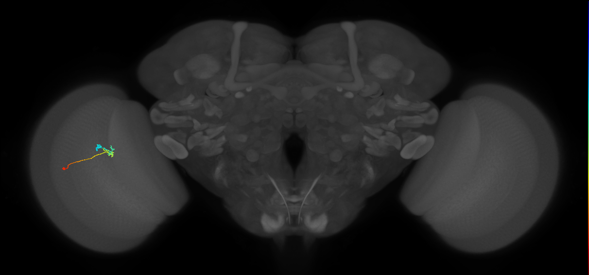 C2_L (MaleCNS:143475)