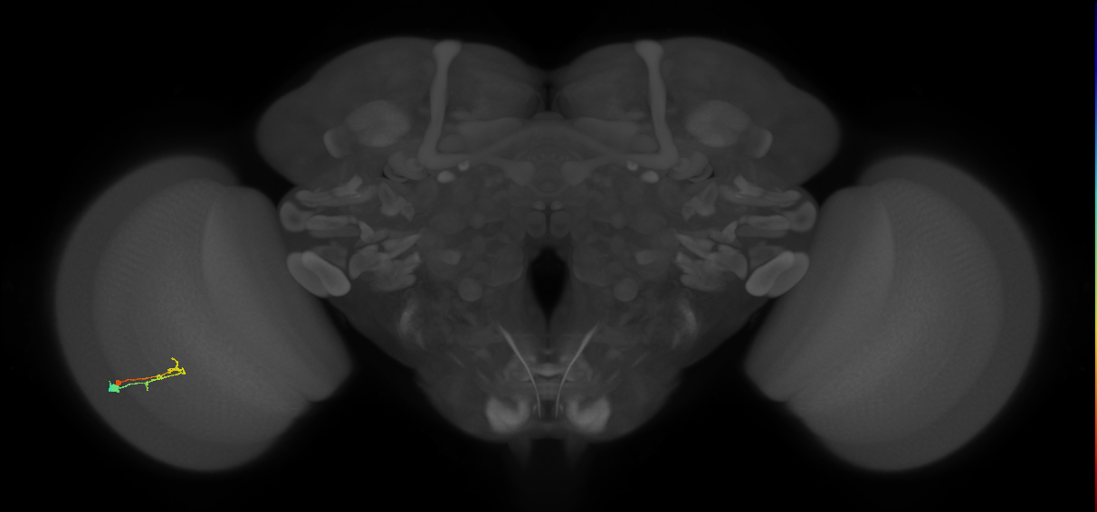 C2_L (MaleCNS:163370)