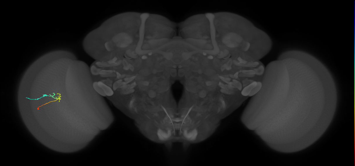 C2_L (MaleCNS:128290)