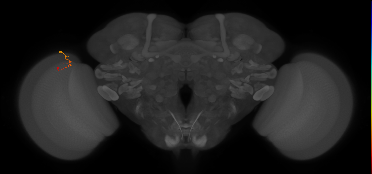C2_L (MaleCNS:143929)