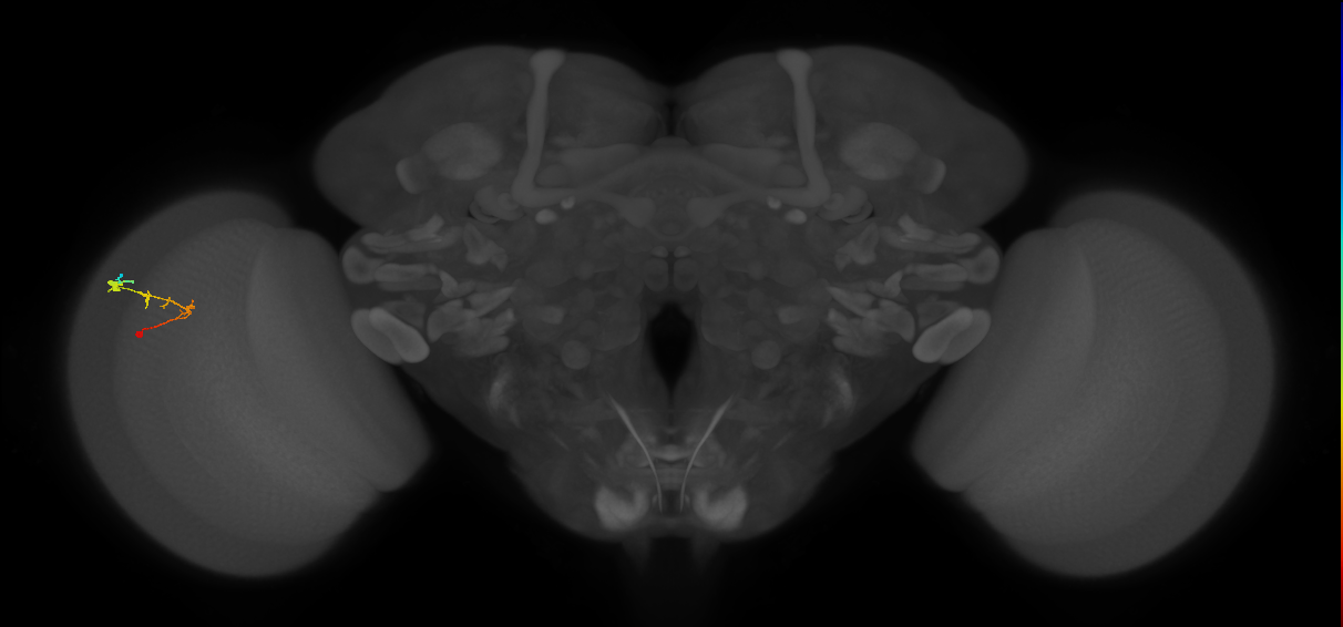 C2_L (MaleCNS:105980)