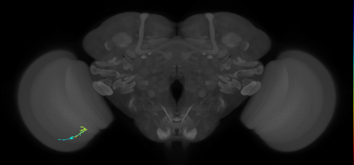 C2_L (MaleCNS:165637)