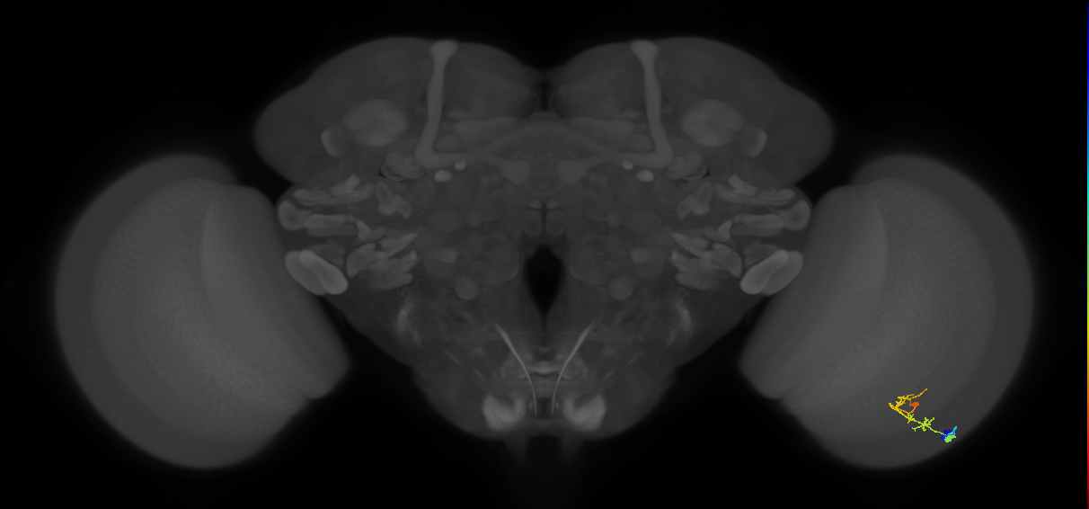 C2_R (MaleCNS:69605)