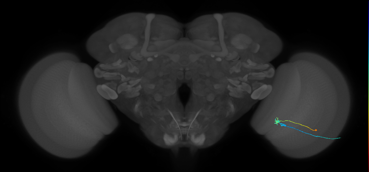 C2_R (MaleCNS:110370)