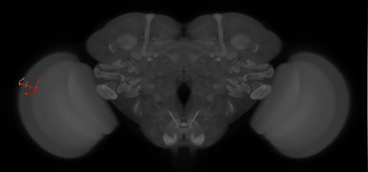 C2_L (MaleCNS:147004)