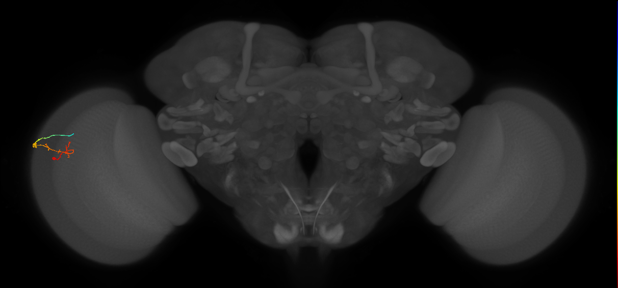 C2_L (MaleCNS:161008)
