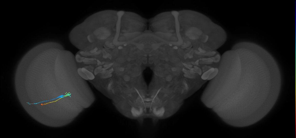 C2_L (MaleCNS:89676)