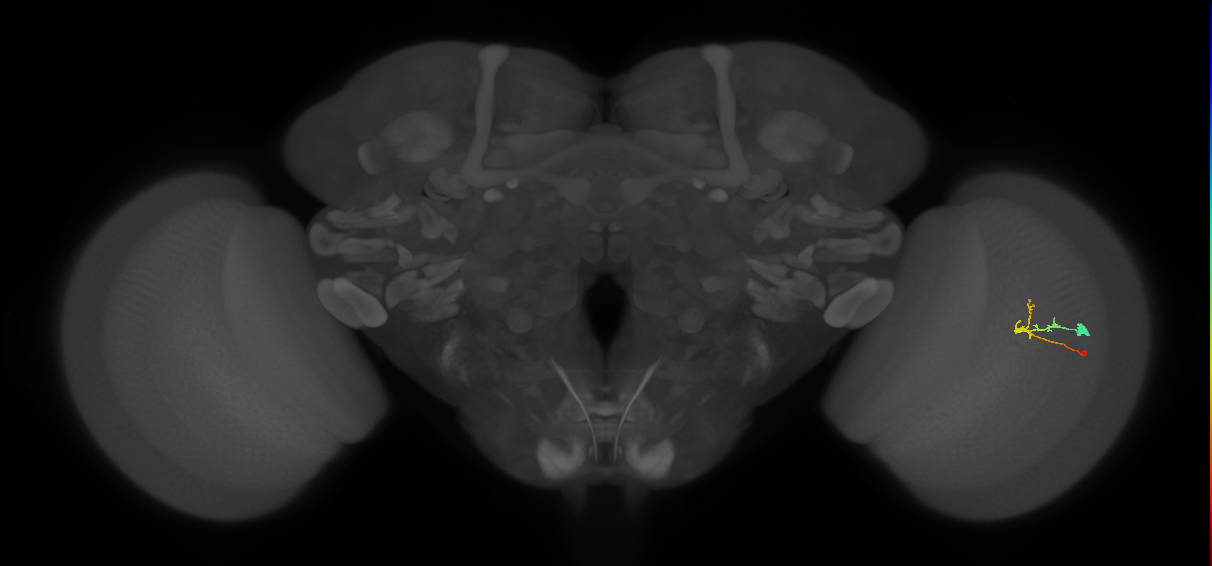C2_R (MaleCNS:91942)