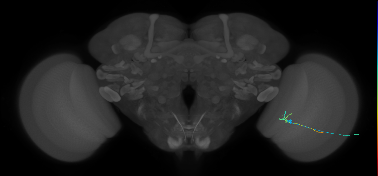 C2_R (MaleCNS:108423)
