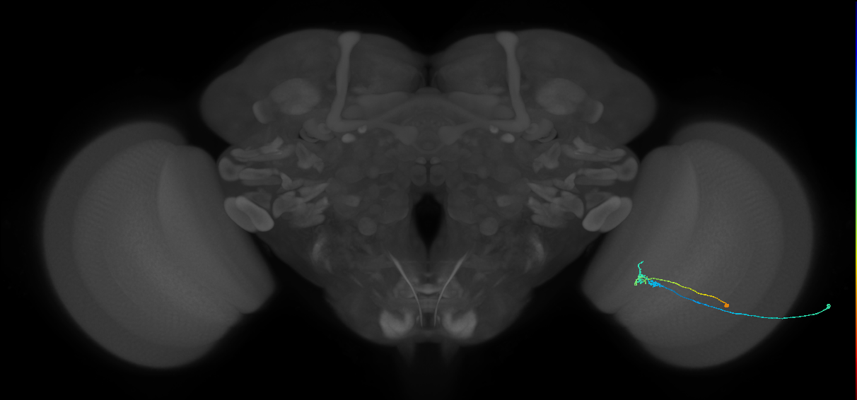C2_R (MaleCNS:114605)