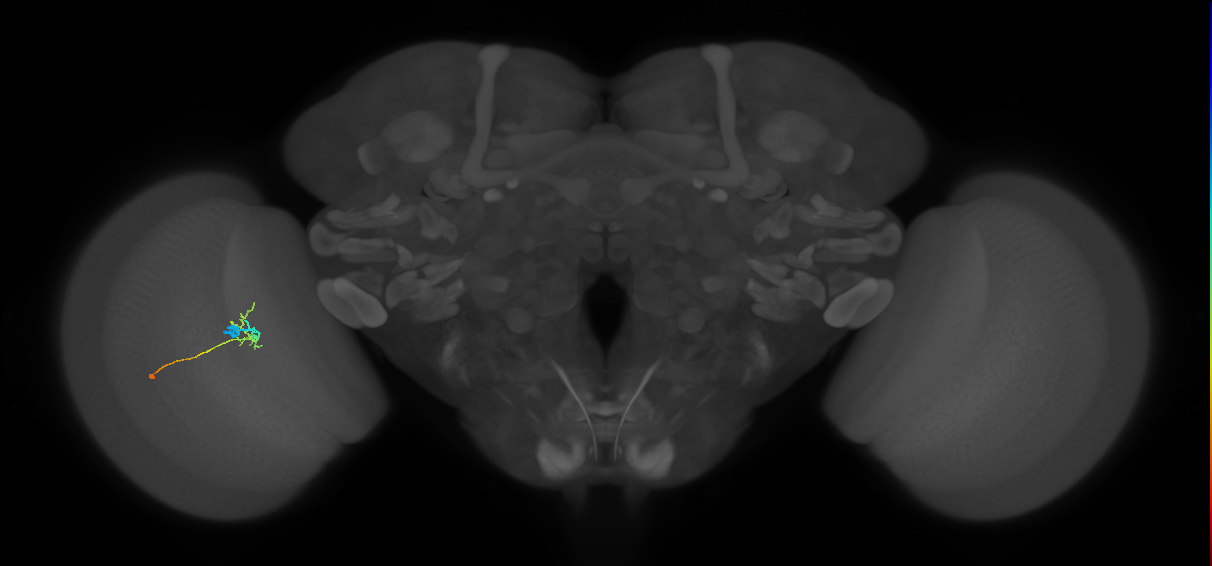 C2_L (MaleCNS:160376)