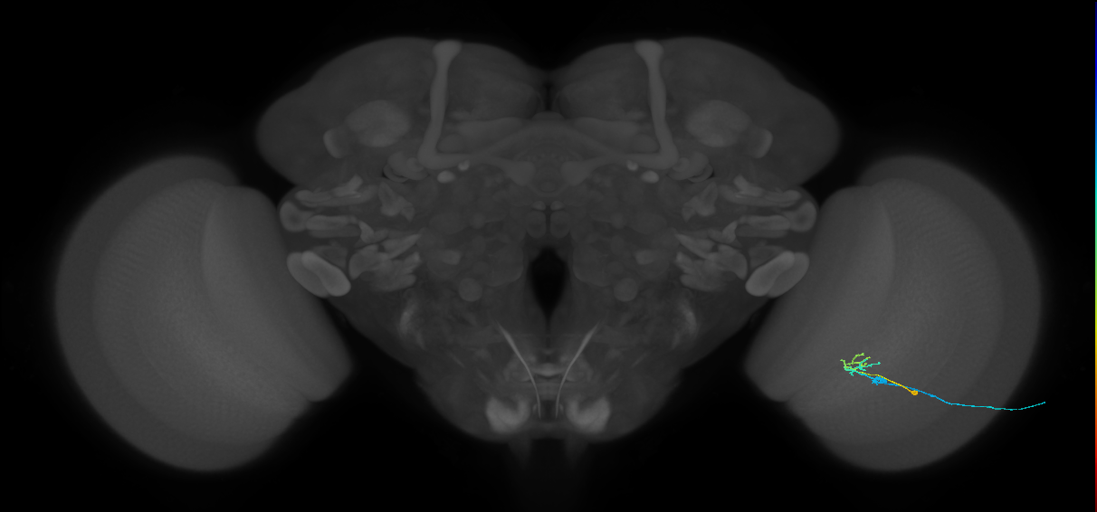C2_R (MaleCNS:107983)
