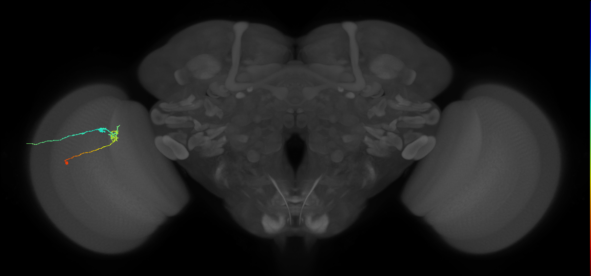 C2_L (MaleCNS:162280)