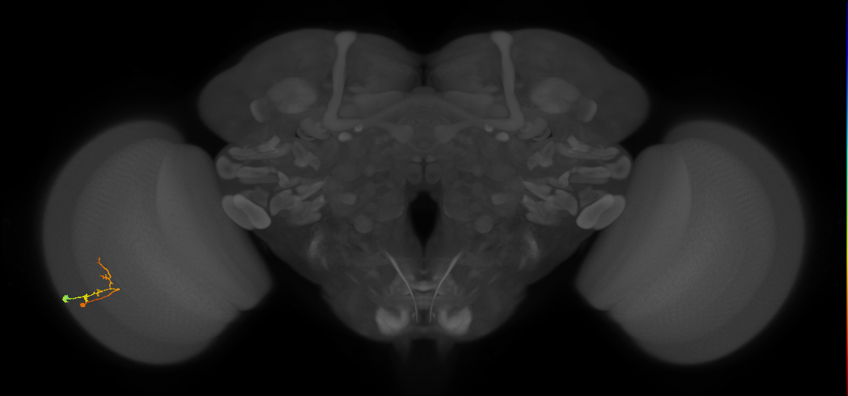 C2_L (MaleCNS:931795)