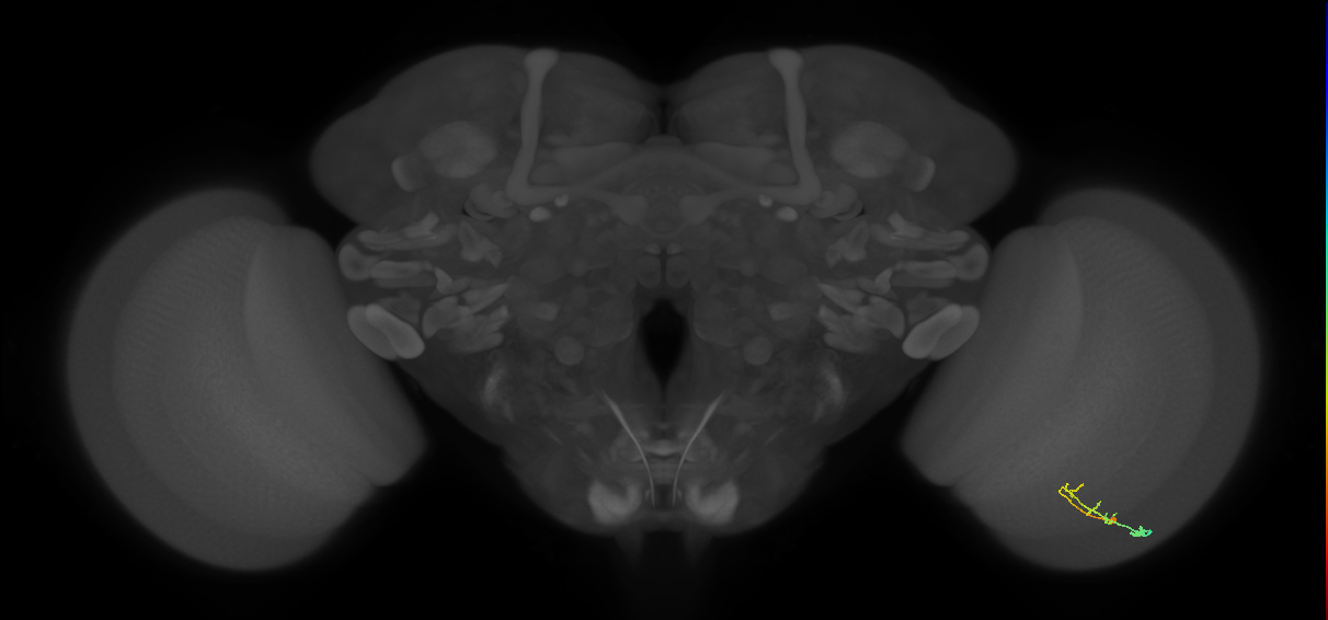 C2_R (MaleCNS:96498)