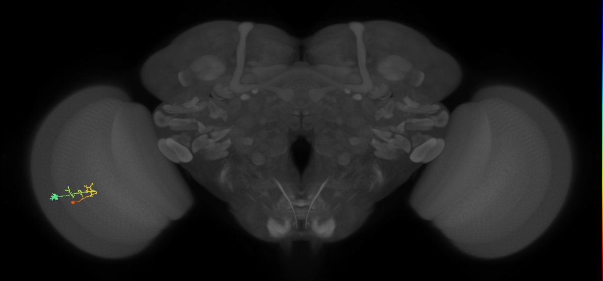 C2_L (MaleCNS:158431)