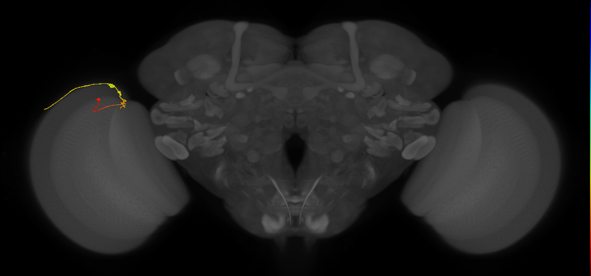 C2_L (MaleCNS:155924)