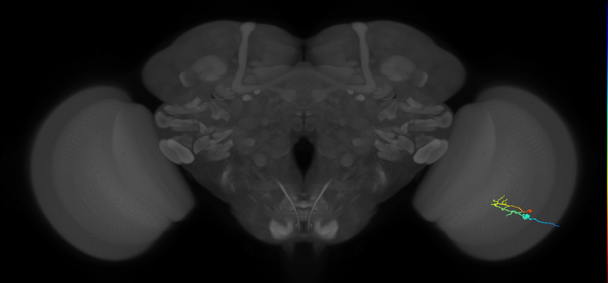 C2_R (MaleCNS:90658)