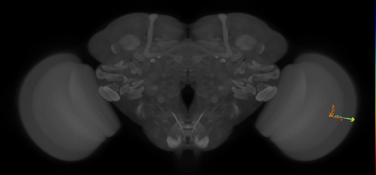 C2_R (MaleCNS:76607)