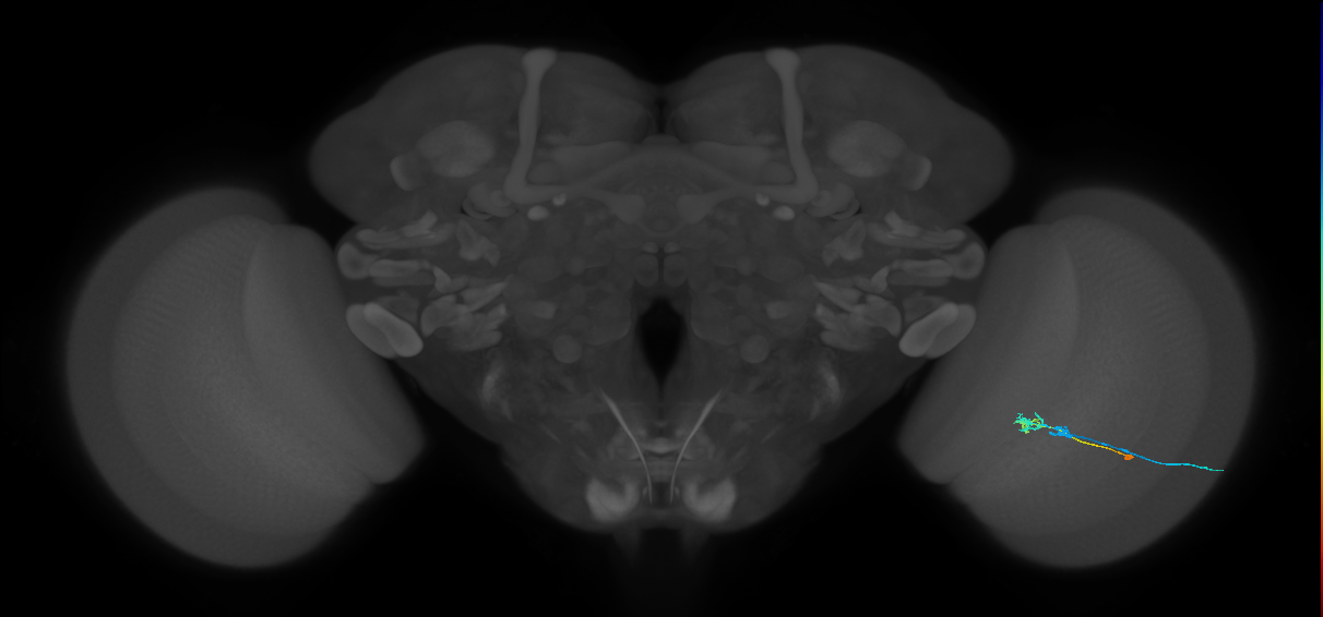 C2_R (MaleCNS:94884)