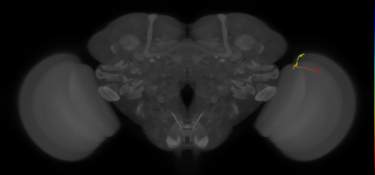 C2_R (MaleCNS:148317)