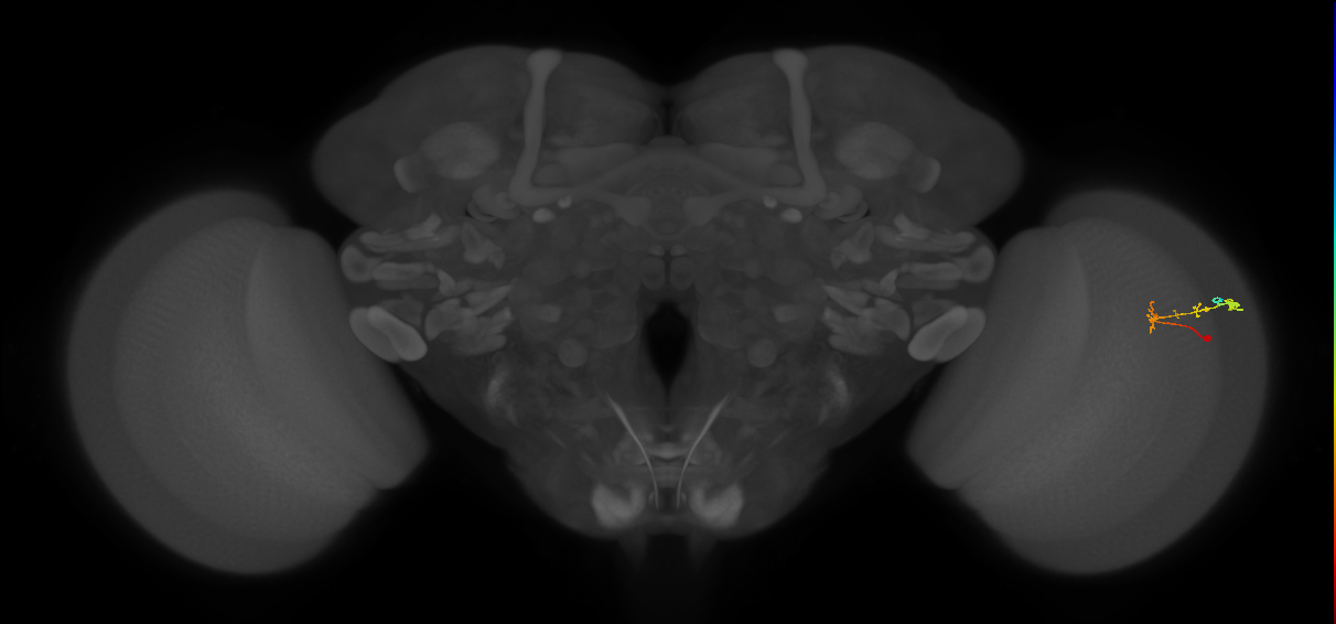 C2_R (MaleCNS:93403)