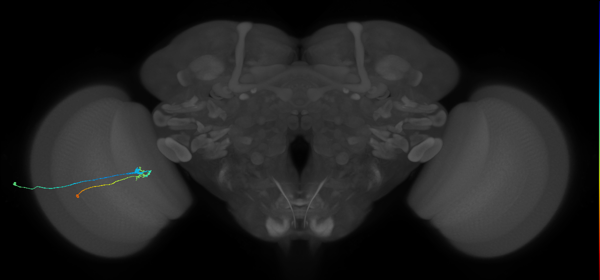 C2_L (MaleCNS:137053)