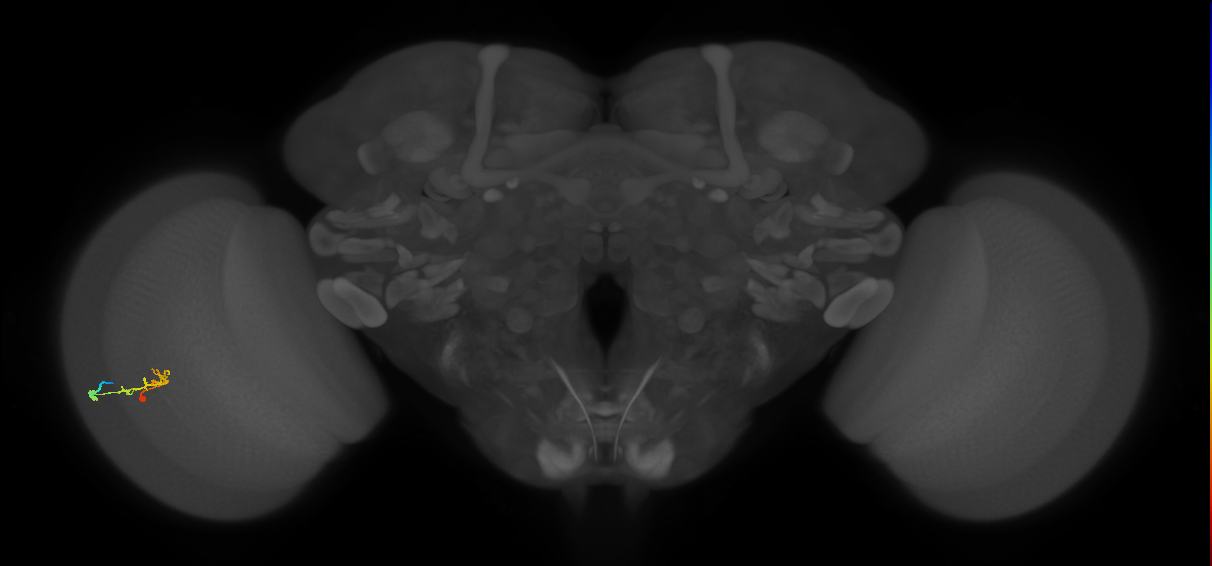 C2_L (MaleCNS:119097)