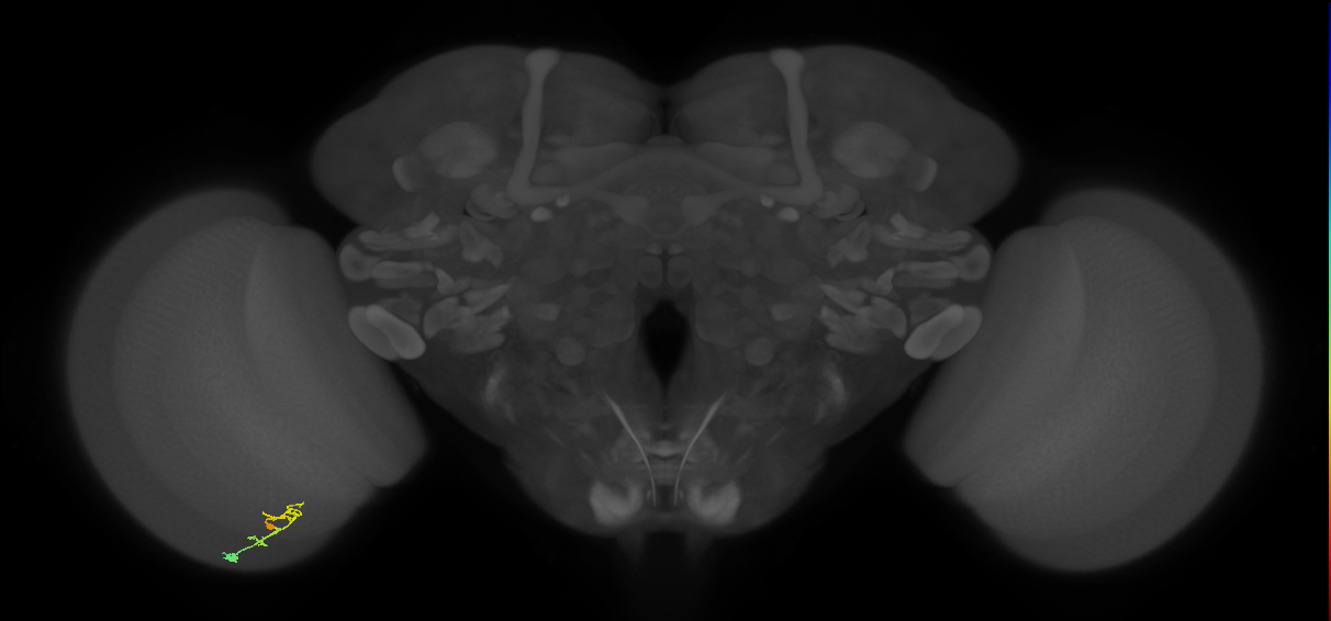C2_L (MaleCNS:113069)
