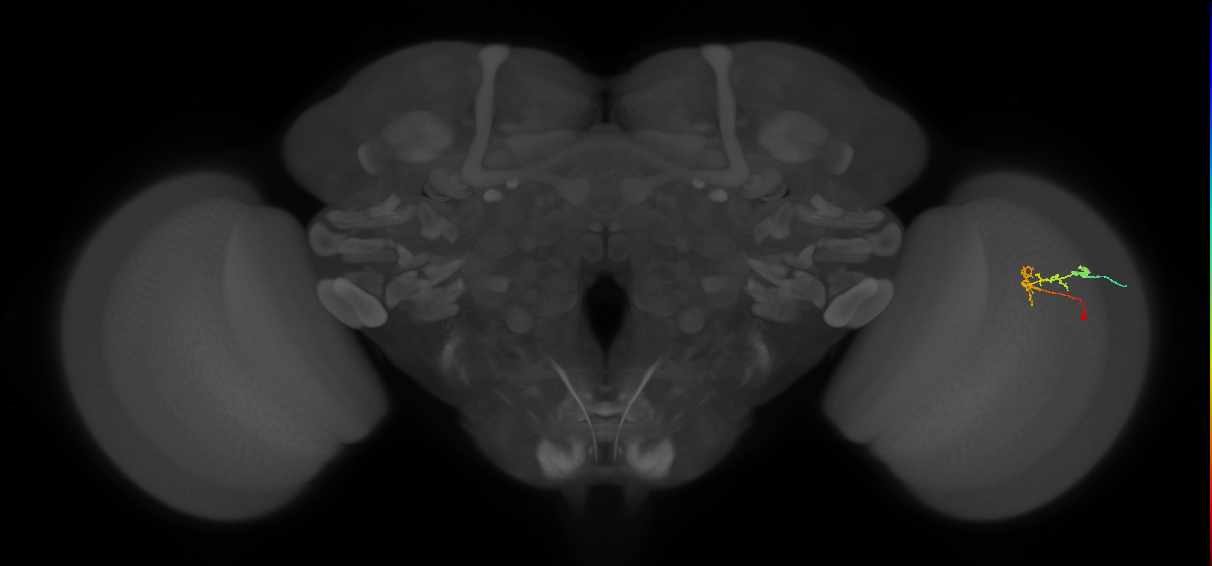 C2_R (MaleCNS:135834)