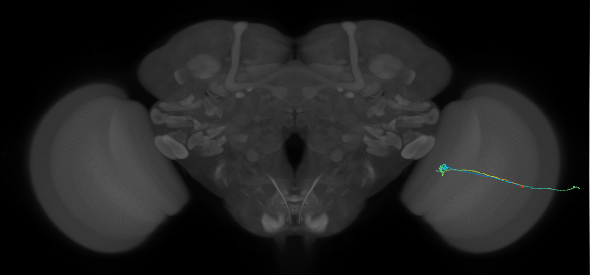 C2_R (MaleCNS:106464)