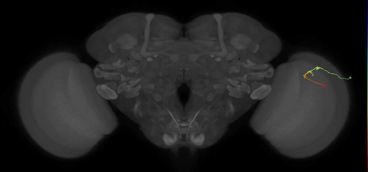C2_R (MaleCNS:131630)