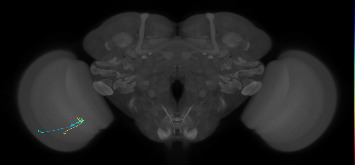 C2_L (MaleCNS:96488)