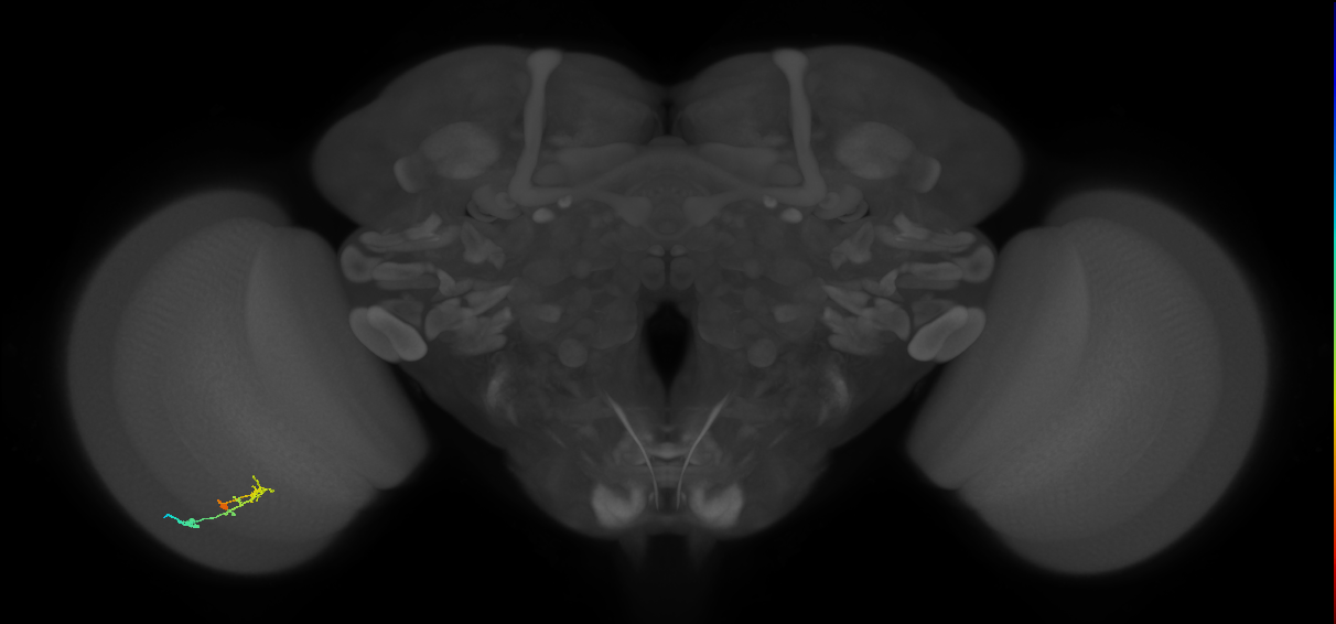 C2_L (MaleCNS:158085)