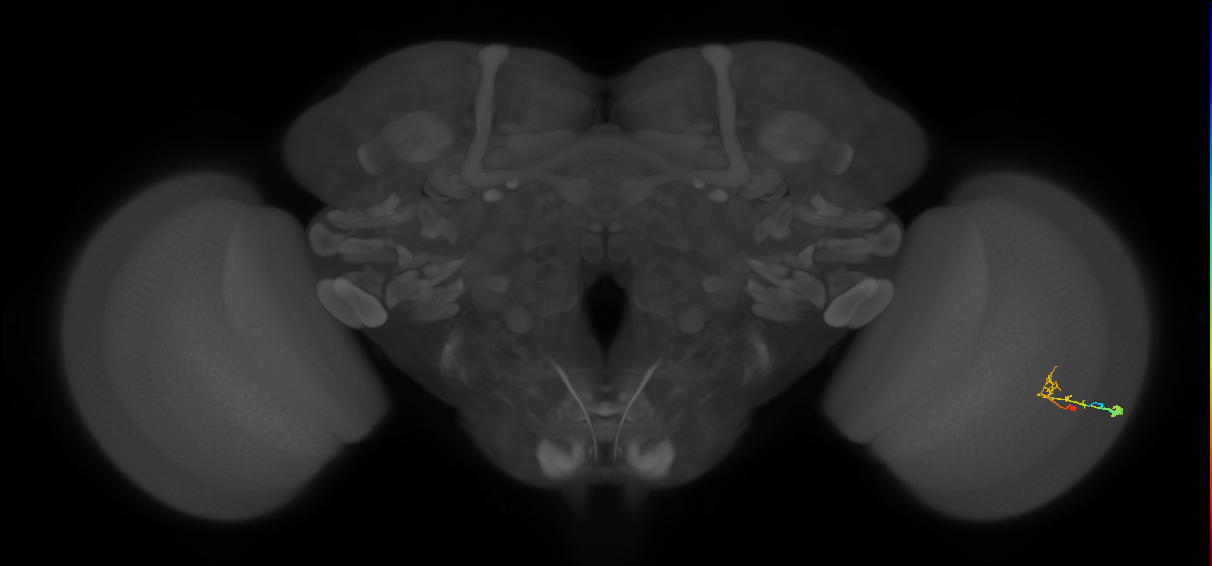 C2_R (MaleCNS:77407)