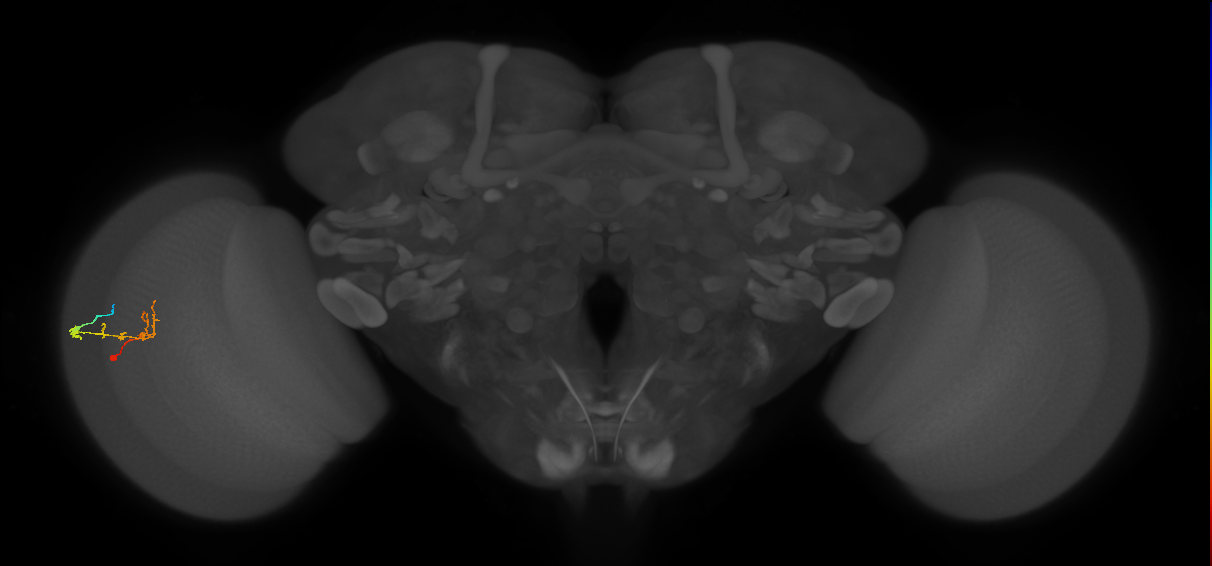 C2_L (MaleCNS:77435)