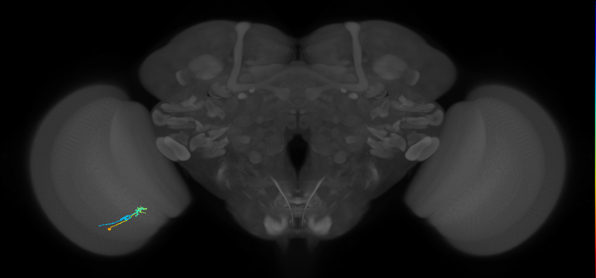 C2_L (MaleCNS:140066)