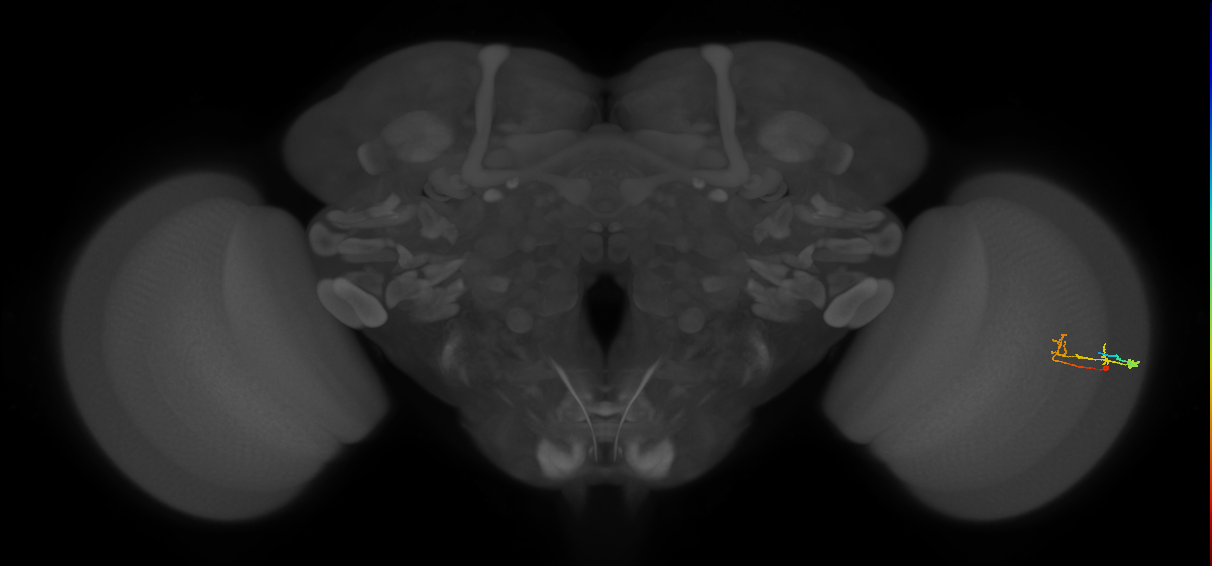 C2_R (MaleCNS:89236)