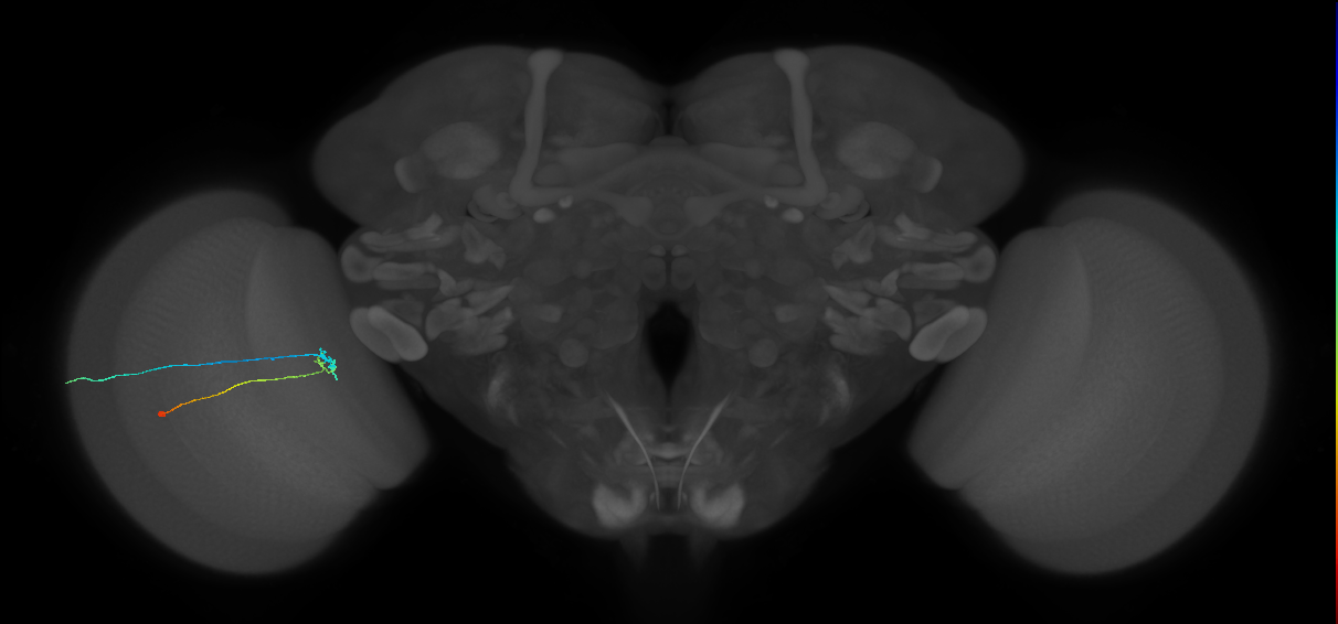 C2_L (MaleCNS:248685)