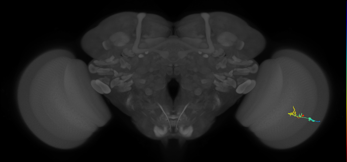 C2_R (MaleCNS:98963)
